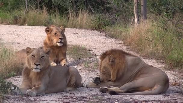 Lazy Male Lions Rest Sandy Patch Africa Grooming Yawning Relaxing — 图库视频影像