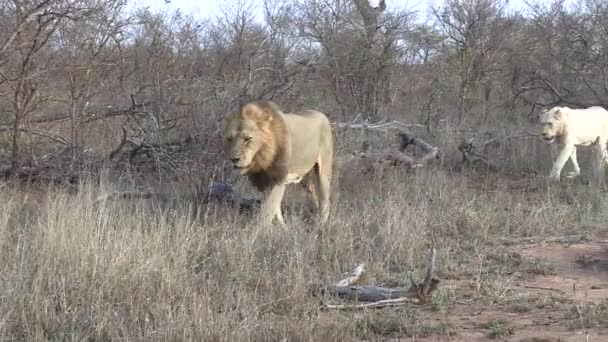 Lion Pride Walks African Bushland Zoom White Lion — ストック動画