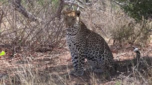 Male Leopard Surveying His Surroundings While Sitting Middle Savannah Bushveld — Stockvideo