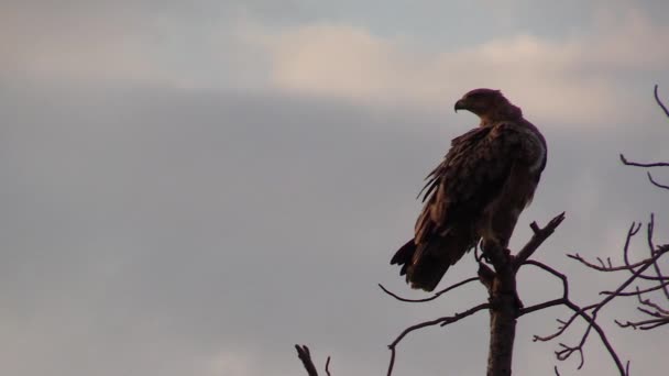 Tawny Eagle Preening While Perched Branch Evening Sky — Wideo stockowe
