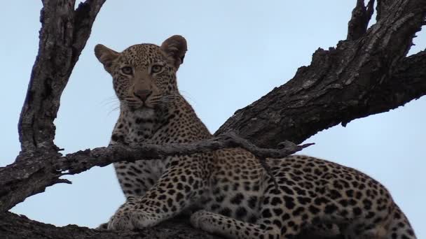 Young Male Leopard Watches Camera While Sits Perched Tree — Stock Video