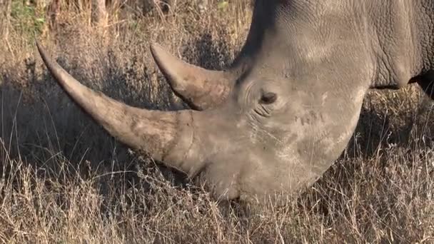 Close Profile Shot Southern White Rhino Grazing Dry Grass Showing — Vídeo de stock