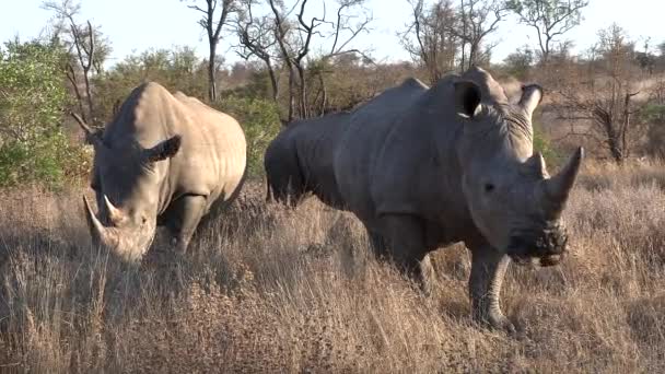 Southern White Rhinoceros Grazing Dry Grass Dry Season Africa — Stockvideo