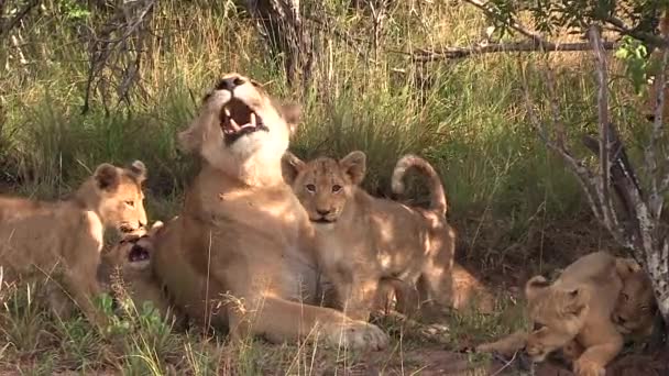 Lionesses Watch Litter Six Small Cubs — 图库视频影像