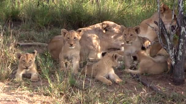 Lionesses Cubs Wild While Curious Cubs Look Camera — 图库视频影像