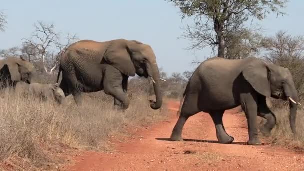 Elephants Crossing Dirt Road Africa Single File Line Adults Calf — ストック動画