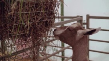 A Goat Feeding On The Hay Inside The Ranch In Cornwall, UK - close up