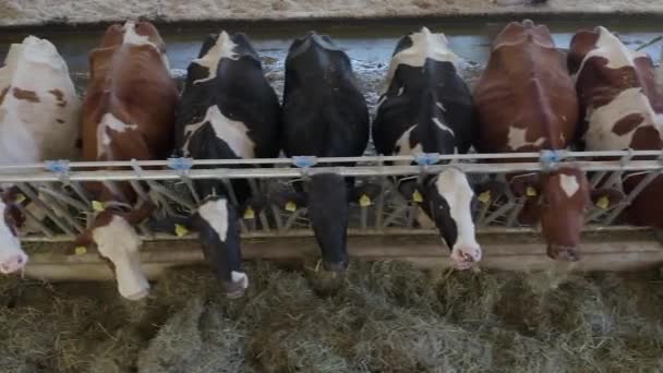 Aerial View Cows Farm Eating Hay — ストック動画