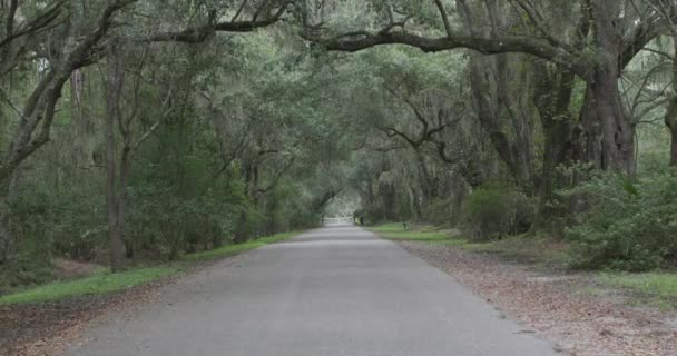 Southern Road Lined Spanish Moss Trees — ストック動画