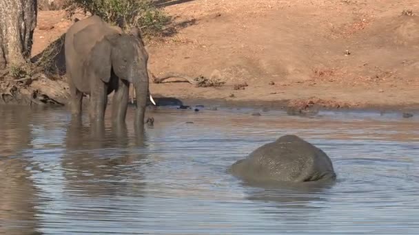 Elephant Swimming Shallow Water Another Elephant Watches Waters Edge — Vídeo de Stock