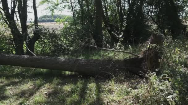 Tree Fallen River Storm — Stockvideo