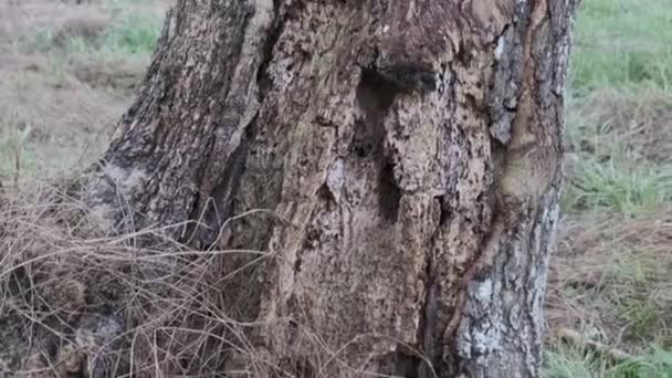 Close Rotting Tree — Stock videók