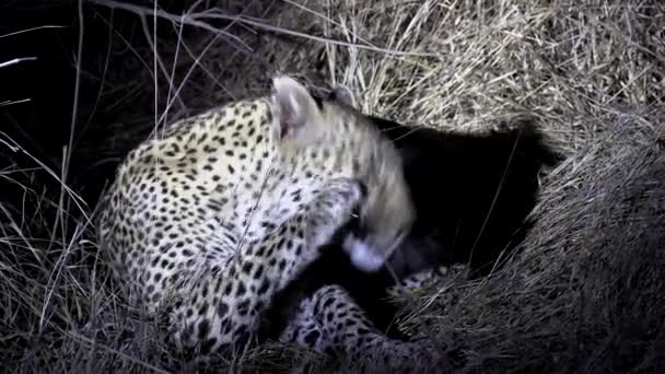 Leopardess Grooming Night Bright Spotlight Safari Tour — Stok Video