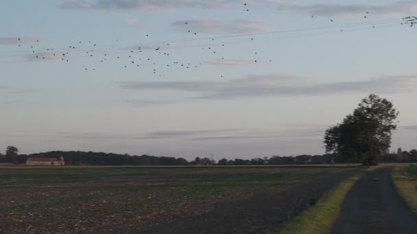 Birds Flying Away Slow Motion — Stock video