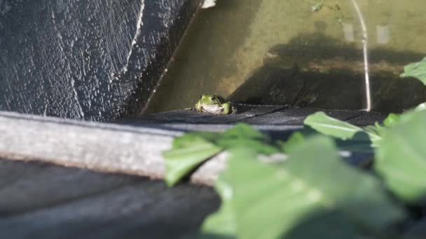 Closeup Bright Green Amphibian Frog Moving Its Throat — Vídeos de Stock