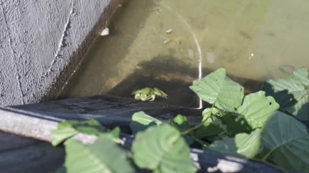 Closeup Bright Green Amphibian Frog Moving Its Throat — Vídeo de Stock