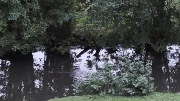 Coypu Nutria Rodent Swimming River — Stok video