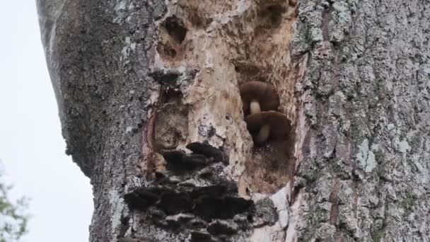 Diseased Tree Rotting — Video