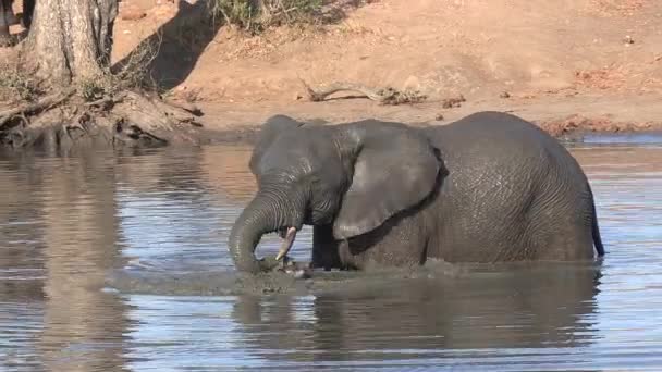 Elephant Moving Water Muddy Waterhole Africa — Wideo stockowe