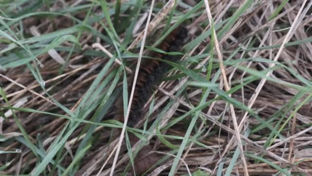 Fox Moth Caterpillar Close Macro Shot Crawling Grass — Stockvideo