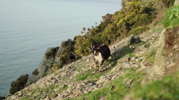 Pair Feral Goats Grazing Sunlight Coast Valley Rocks North Devon — 图库视频影像