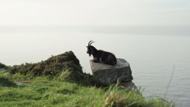 Black Feral Goat Resting Rock Valley Rocks Lynton Calm Misty – stockvideo