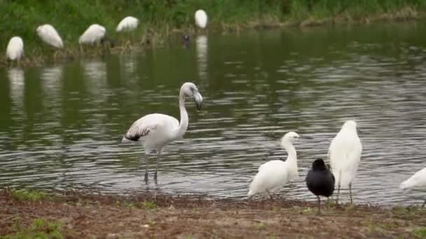 白いサギが飛び回る湖の岸でフラミンゴの餌やりやアヒルの餌やり — ストック動画