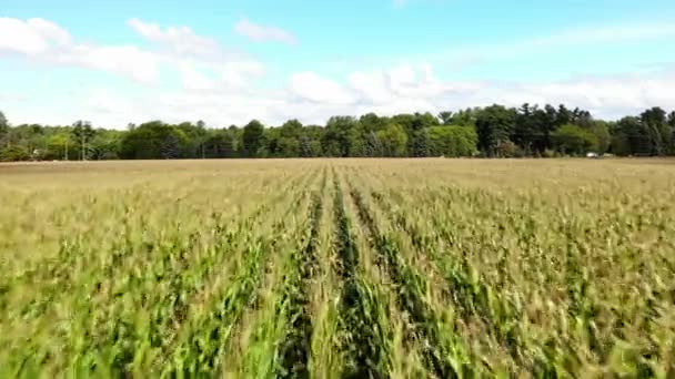 Съемки Беспилотника Над Кукурузными Полями Заднем Плане — стоковое видео
