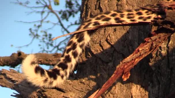 Крупный План Хвоста Леопарда Виляющего Естественном Африканском Фоне — стоковое видео