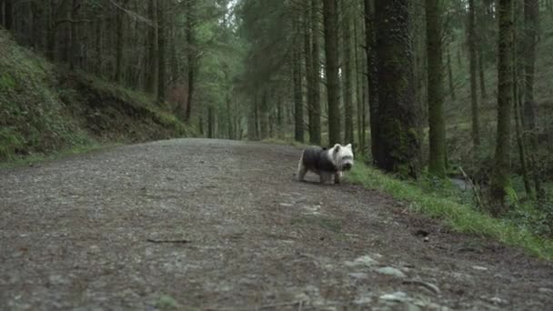 Adorable White Little Terrier Walking Dirt Path Forest — Vídeo de Stock