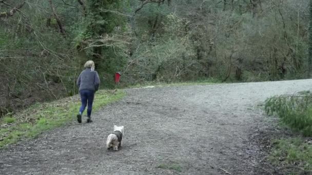 Young Girl Walking Her White Terrier Dog Woods Medium Shot — Vídeos de Stock