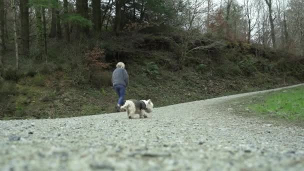 Cute White Terrier Dog Its Owner Walking Woods Early Morning — Wideo stockowe