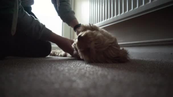 Adorable Brown Furry Cockapoo Playing His Owner While Lying Floor — Stockvideo