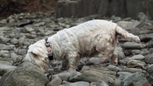 Adorable Pet White Terrier Sniffing His Way Rocks Close — Stock Video