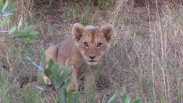 Portrait Tiny Lion Cub Tall Grass — Stockvideo