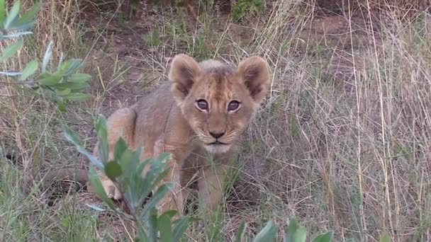 Portrait Tiny Lion Cub Tall Grass — Stock video