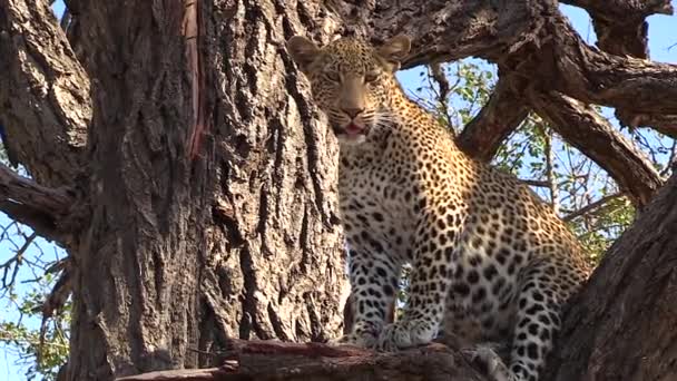 Леопард Сидит Дереве Тяжело Дыша Жарким Африканским Солнцем — стоковое видео