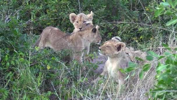 Footage Lion Cubs Hiding Bush Waiting Mother Return — ストック動画