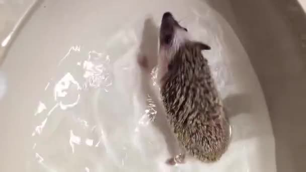Vertical Video Domestic African Pygmy Hedgehog Swimming White Bathroom Sink — ストック動画