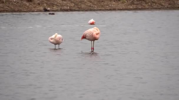 Flamingos Sleeping Wetlands While Another Feeding — Stock Video