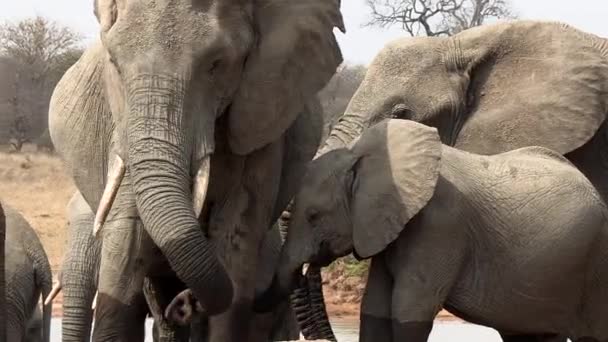 Young Elephant Stands Mother Comfort Sunlight Close View — Vídeo de Stock