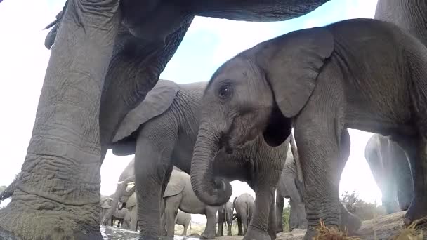 Ground View Baby Elephant Drinking Herd Adult Steps Camera — Videoclip de stoc
