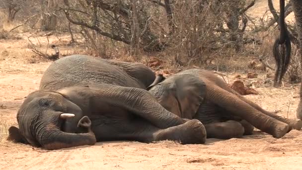 Close View Young Elephant Playing While Lying Next Adult Sand — Stock videók
