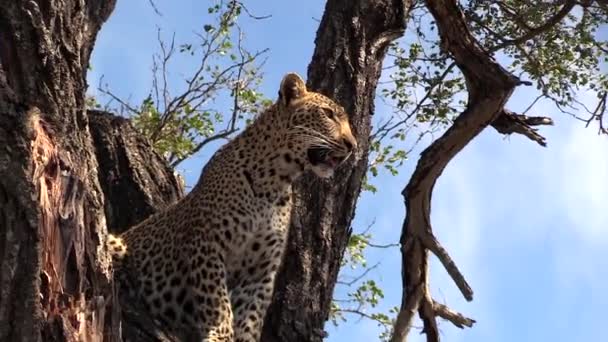 Leopard Surveys Surroundings While Sitting High Tree Slow Zoom Out — Vídeo de stock