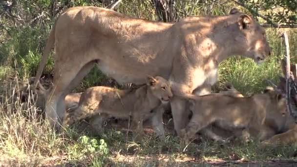 Close View Lioness Standing Grass Cubs Move Her Legs — Stock Video