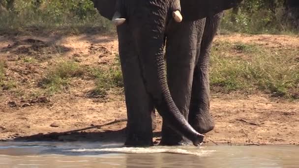 Large Elephant Bull Drinks Waterhole Close Frontal Ground View — Stockvideo