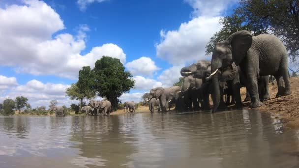 Colorful Shot Herd Elephants Drinking Waterhole Ground View — Video