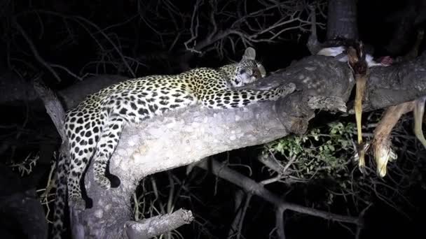 Leopard Sleeps Tree Branch Next Kill Illuminated Spotlight — 비디오
