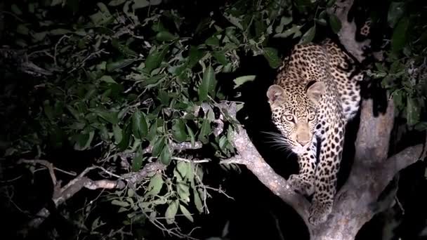 Close View Young Leopard Surveying Tree Night Spotlight — Video Stock