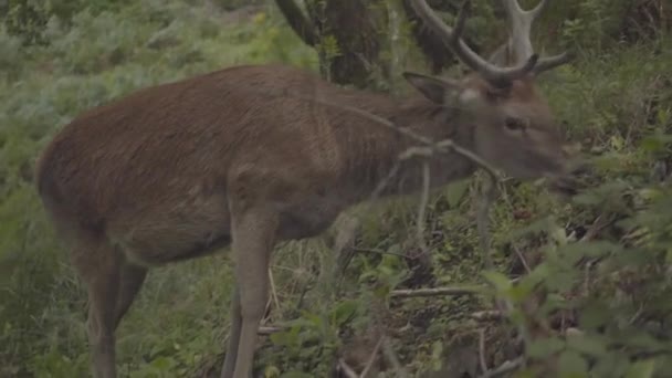 Deer Long Horns Grazing Forests Scotland Wild Animal Living Natural — Stok video